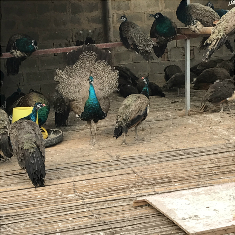 Chim Công (Peacock) – CHARIS HAN